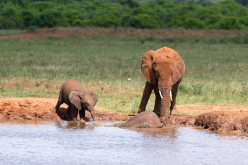 Naklejka premium A family of red elephants at a water hole in the middle of the savannah