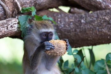 A Vervet monkey has found a fruit and eats it