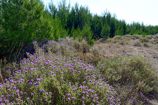 Thymian (Thymus) auf dem Peloponnes, Griechenland - thyme on Peloponnese, Greece