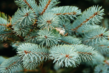 Naklejka na ściany i meble needles of blue spruce. fluffy branches of blue spruce