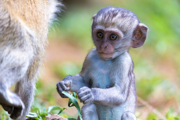 Fototapeta premium A little funny monkey is playing on the floor or on the tree