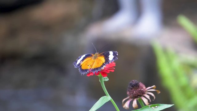 Slow motion view of small orange and black butterfly on a bright red tiny flower near a waterfall.