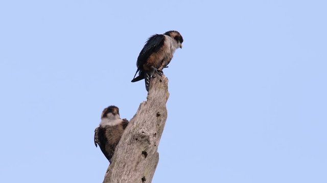 The Black-thighed Falconet is one of the smallest birds of prey found in the forests in some countries in Asia; feeding on insects, small birds, lizards and other small animals.