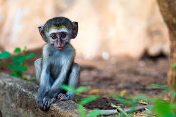A little funny monkey is playing on the floor or on the tree