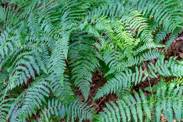 Fototapeta na wymiar Fern over forest ground in closeup