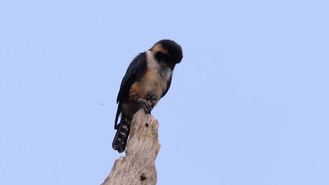 The Black-thighed Falconet is one of the smallest birds of prey found in the forests in some countries in Asia; feeding on insects, small birds, lizards and other small animals.