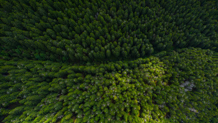 Fototapeta na wymiar Aerial view of mountains covered with coniferous forests