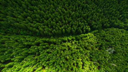 Aerial view of mountains covered with coniferous forests