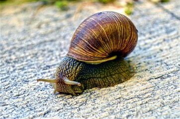 snail close-up , crawling on the stone surface