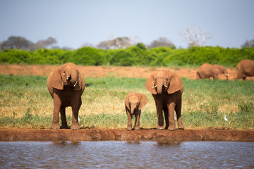 Fototapeta premium A family of red elephants at a water hole in the middle of the savannah