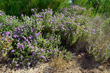 Thymian (Thymus) auf dem Peloponnes, Griechenland - thyme on Peloponnese, Greece