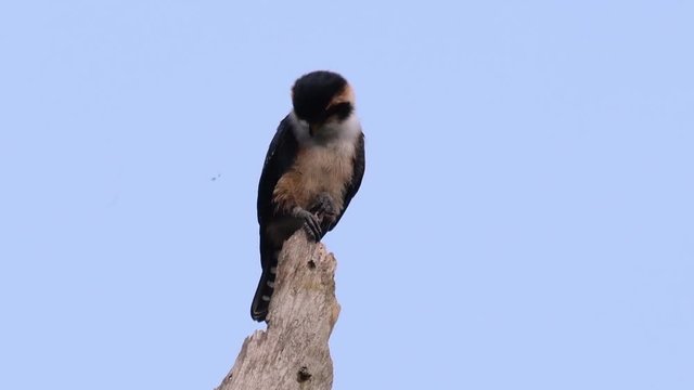 The Black-thighed Falconet is one of the smallest birds of prey found in the forests in some countries in Asia; feeding on insects, small birds, lizards and other small animals.