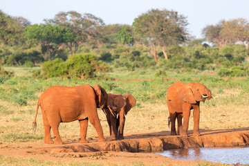 A family of red elephants at a water hole in the middle of the savannah