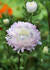 Aster flowers close-up view