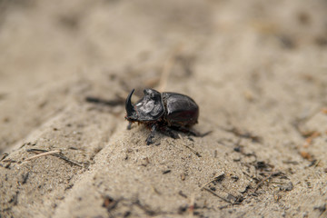 big black bug on sand