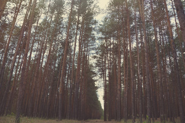 high trees in the forest