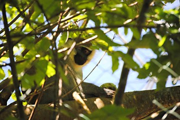 Singe