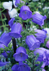 Bluebell flower close - up view