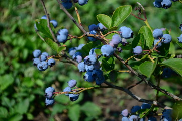 Blueberries - delicious, healthy berry fruit. Vaccinium corymbosum, high huckleberry bush. Blue ripe fruit on the healthy green plant