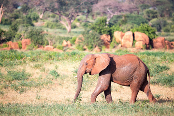 Fototapeta na wymiar A big red elephant walks through the savannah between many plants