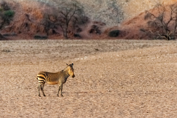 A Hartman Mountain Zebra is reluctantly approaching a waterhole on the Khomas region of Nambia.