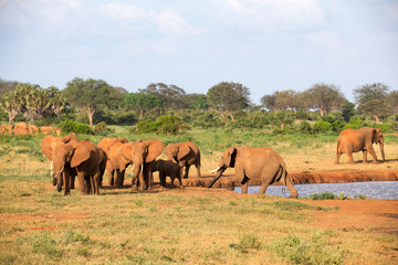 Obraz premium A family of red elephants at a water hole in the middle of the savannah