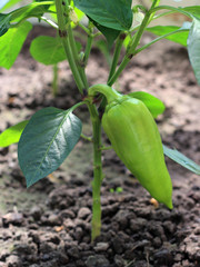 Green sweet peppers on a branch growing on the ground 