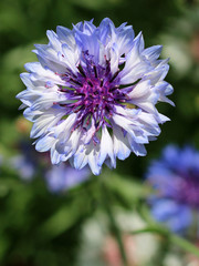 Cornflower blooming close - up view 