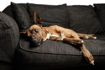 bored dog in sofa