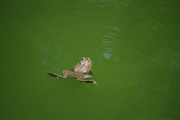 浮かぶカエル