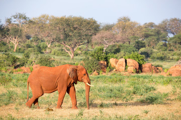 A big red elephant walks through the savannah between many plants