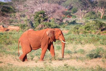 A big red elephant walks through the savannah between many plants