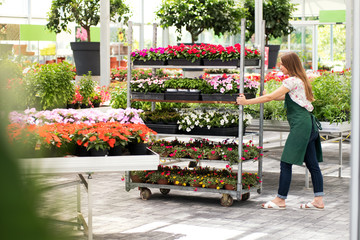 Young nursery employee pushing a flower cart