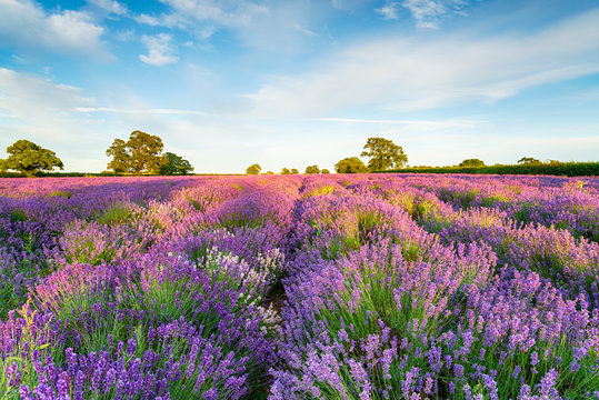 Lavender fields in full bloom