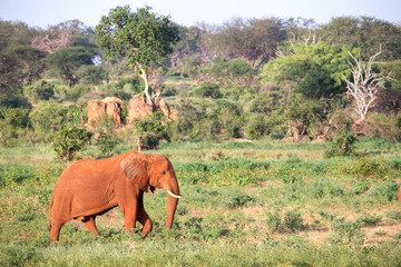 A big red elephant walks through the savannah between many plants