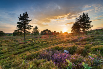 Stunning sunset over heather and Scots Pine trees on Slepe Heath