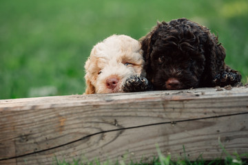 cute little puppies playing outdoor