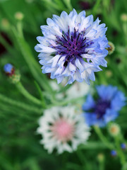 Fototapeta premium Cornflower blooming close - up view 