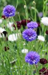 Cornflower blooming close - up view 