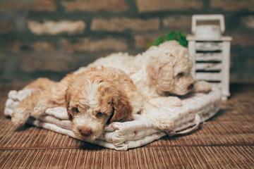 cute little white puppies laying on dog pillow indoor