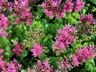 Crassula or stonecrop flower close –up view