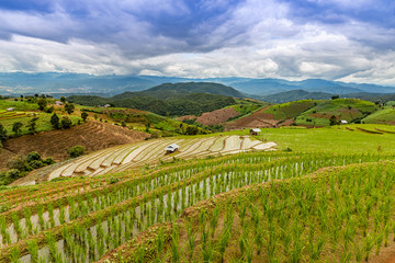 Fototapeta na wymiar Pa Bong Piang Rice Terraces in the rainy season, Chaingmai, Thailand