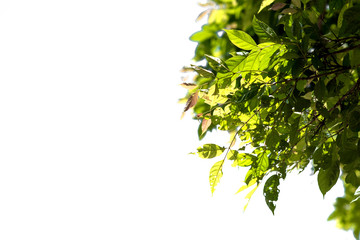 Obraz premium Fresh and green leaves isolated on white background with clipping path, Natural backgrounds.