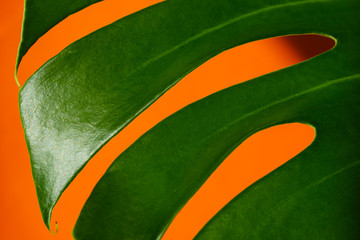 Monstera in the sun. Beautiful combination of colors: green, white, orange. Details of the modern interior. Interior Design. 