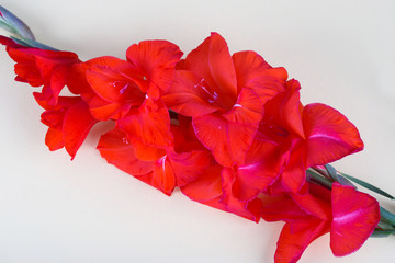 Beautiful red flower gladiolus on white background