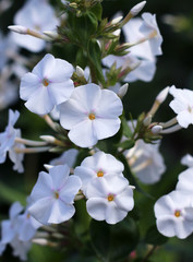 Phlox flowers in bloom. White phloxes