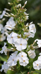 Phlox flowers in bloom. White phloxes