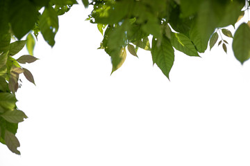 Fresh and green leaves isolated on white background with clipping path, Natural backgrounds.