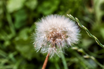 Macro Dandelion flower in the park at summer time