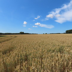 grain field, in summer just before the harvest in northern germany
